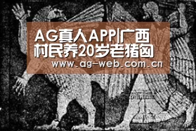 AG真人APP|广西村民养20岁老猪匈悍如狮可守家护院当马骑